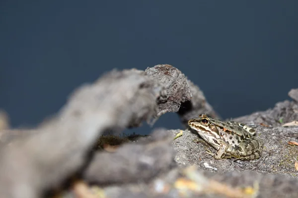 Green frog close up — Stock Photo, Image