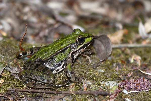 Yeşil Kahverengi kurbağa yakın çekim — Stok fotoğraf