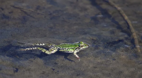 Ein grüner Frosch in flachen Gewässern — Stockfoto