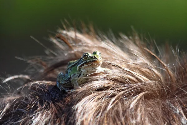 En grön groda i hår — Stockfoto
