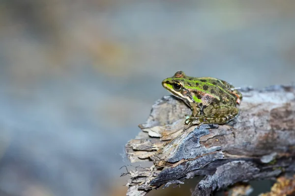 在干燥的木材上绿色的青蛙 — 图库照片