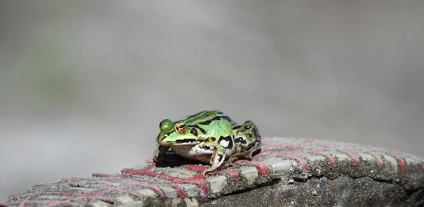 Tek bir spor ayakkabılar üzerinde yeşil kurbağa — Stok fotoğraf