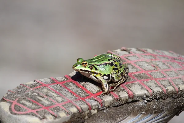 Ein grüner Frosch auf einem Tennisschuh — Stockfoto