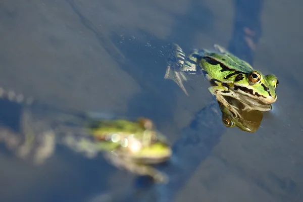 En grön groda som sticker ut från vattnet — Stockfoto
