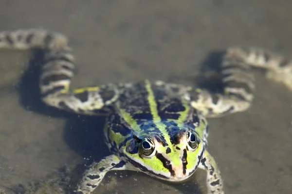 Zbliżenie zielony żaba głowy — Zdjęcie stockowe