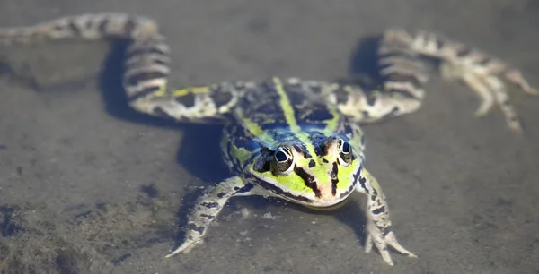 Yenilebilir yeşil kurbağa suyun üstünde yüzüyor. — Stok fotoğraf