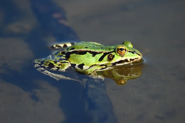 Съедобная зелёная лягушка — стоковое фото