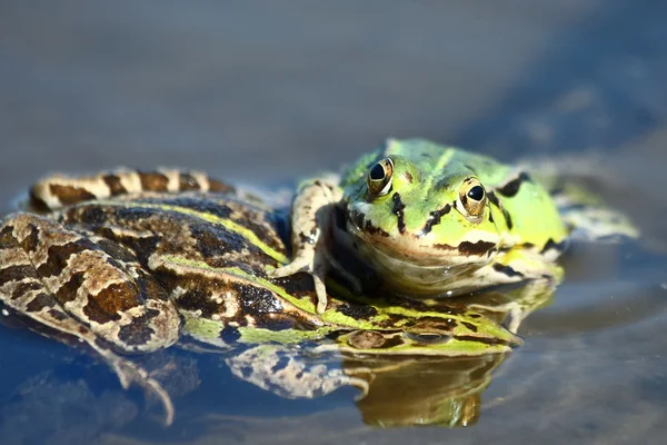 食用绿色青蛙正在玩 — 图库照片
