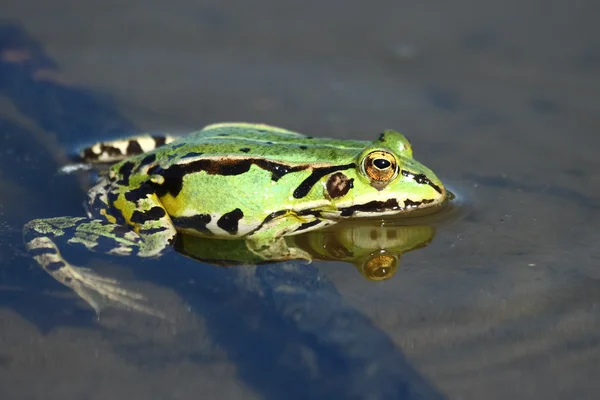 Зеленая лягушка в озере — стоковое фото