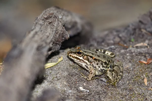 Młody zielony żaba — Zdjęcie stockowe