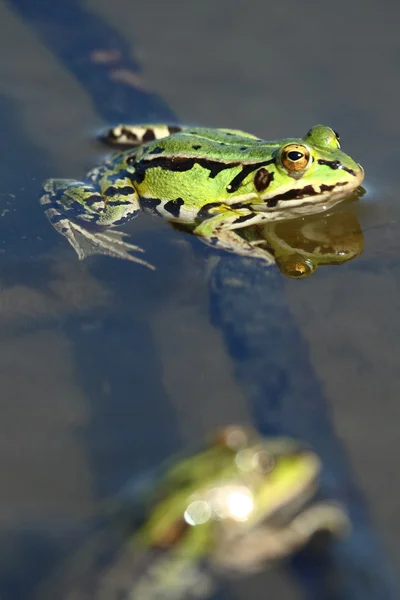 Зеленая лягушка в воде — стоковое фото