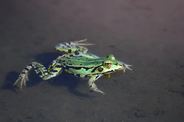 Stock image Green frog in water