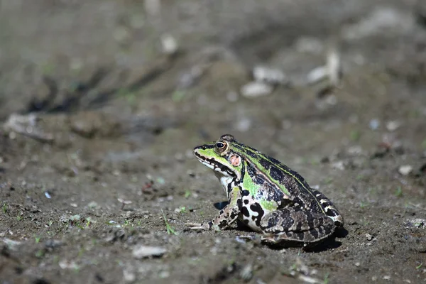 Green frog on the ground — Stock Photo, Image