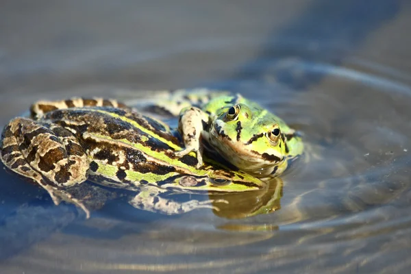 Green frogs are playing — Stock Photo, Image