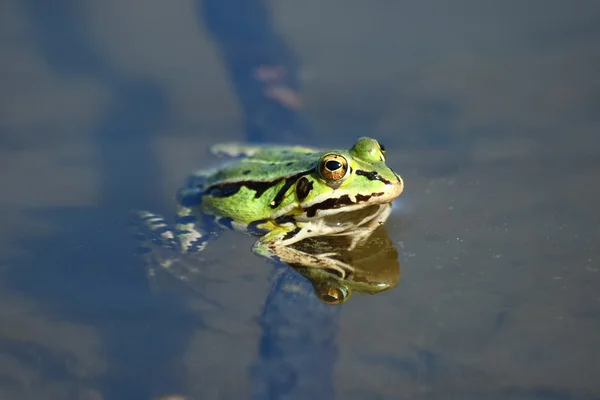 Küçük yeşil kurbağa — Stok fotoğraf
