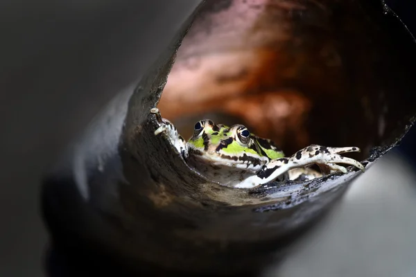 stock image A Green frog in the tube