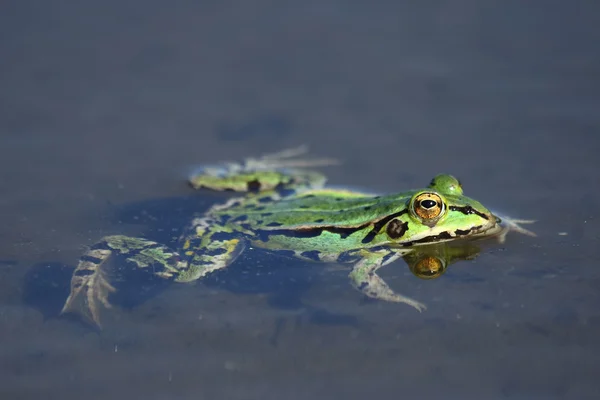 Лягушка в воде — стоковое фото