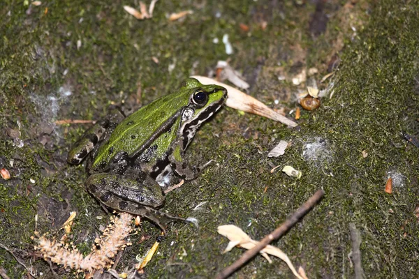 Зеленая коричневая лягушка — стоковое фото