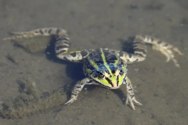 Zielona żaba brązowy unosi się na wodzie — Zdjęcie stockowe