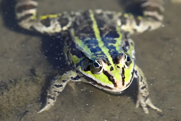 Una cabeza de rana verde — Foto de Stock