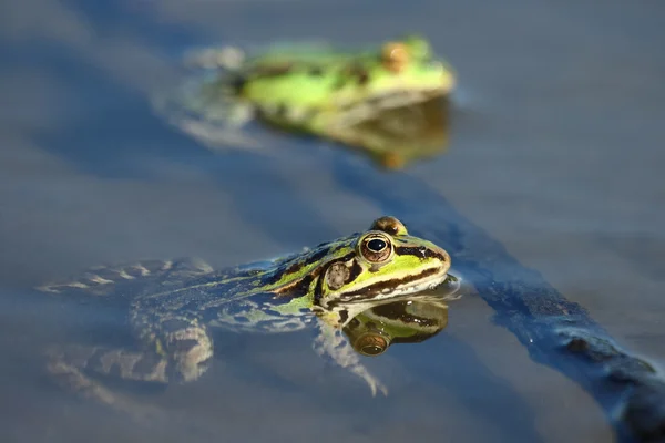 食用の緑のカエル — ストック写真