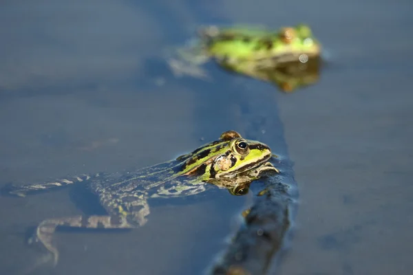Dos ranas verdes comestibles —  Fotos de Stock