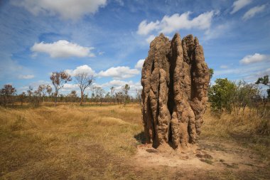 Termite mounds (Nasutitermes triodae), Kakadu National Park, Australia clipart