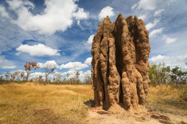 Termite mounds (Nasutitermes triodae), Kakadu National Park, Australia clipart