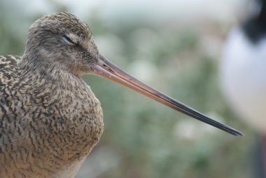 Long-Billed Curlew clipart