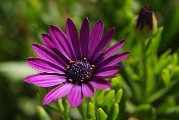 stock image Close Up of Purple Daisy