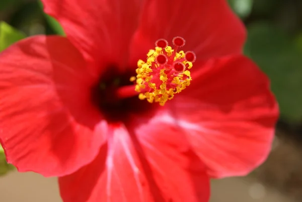 美しい赤いハイビスカス — ストック写真