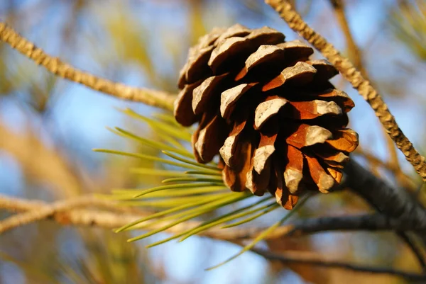 Primer plano del cono de pino en la rama — Foto de Stock