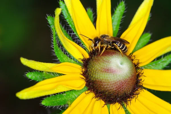 siyah gözlü susan arıya