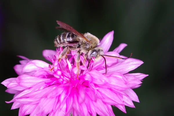 Bee op roze Korenbloem — Stockfoto