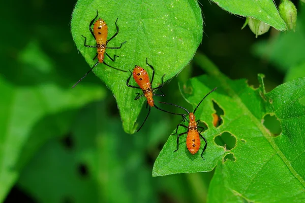 Hoja pie insecto ninfas — Foto de Stock