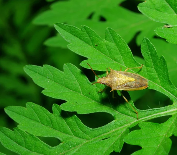 Spined Soldier Bug — Stock Photo, Image