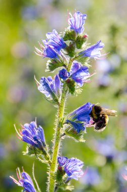 vahşi, güzel, mavi bir çiçek üzerinde Bumble bee