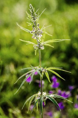 Bush of a hemp, known as cannabis with seeds clipart