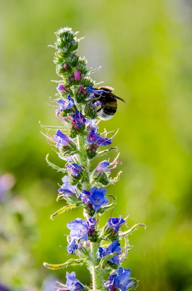 üzerinde mavi bir çiçek Bumble bee