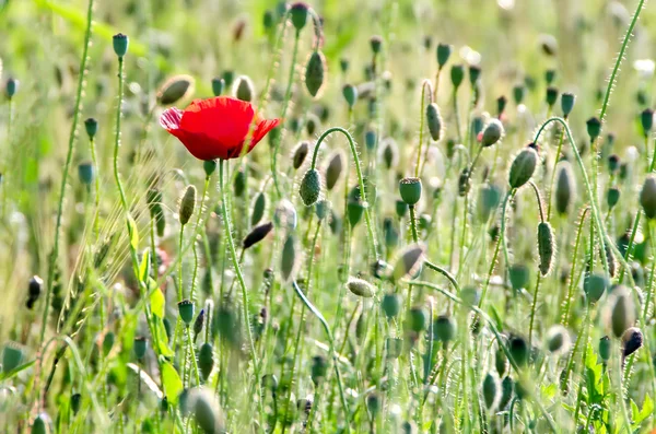 stock image Red poppy on wild field