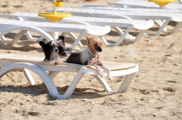 Días de perro de verano Imágenes de stock libres de derechos