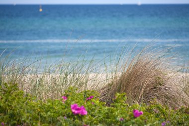 View over dune grass on the German Baltic Sea and the coast clipart