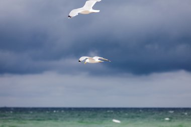 Uçuş deniz üzerinde mavi gökyüzü önünde iki martı