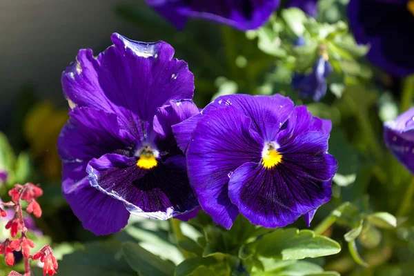 Veilchen Stiefmütterchen mit schönen Blüten als Nahaufnahme — Stockfoto
