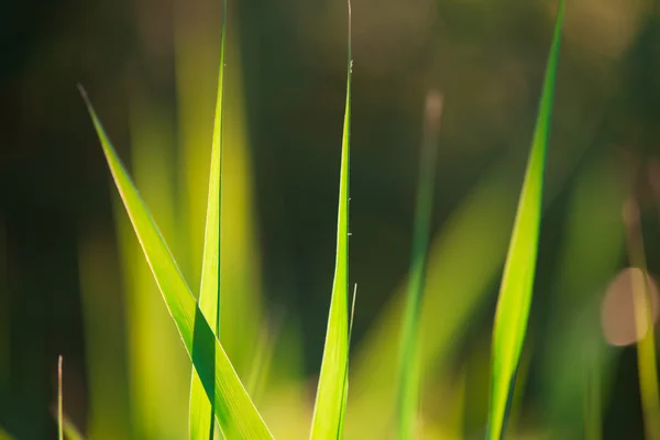 Przeciw światło strzał źdźbła trawy w godzinach porannych — Zdjęcie stockowe