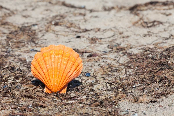 Närbild på en stor vacker orange kammussla skal på stranden — Stockfoto