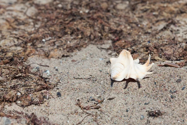 A single shell Lambis lambis on the beach of the baltic — Stock Photo, Image