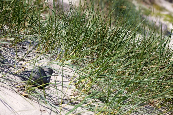 Вид на дюнную траву на берегу Балтийского моря — стоковое фото