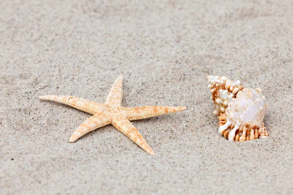 A starfish and a seashell lie on the beach — Stock Photo, Image