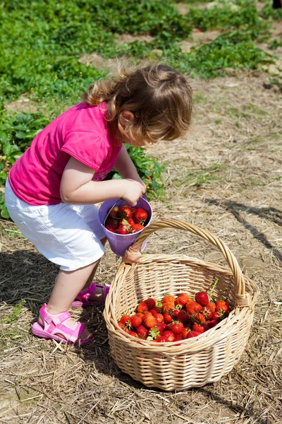 stock image Little girl on the strawberry field